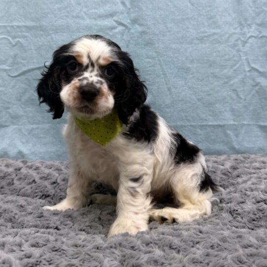 Cocker Spaniel-DOG-Male-Black White / Tan-10506-Petland Pensacola, Florida
