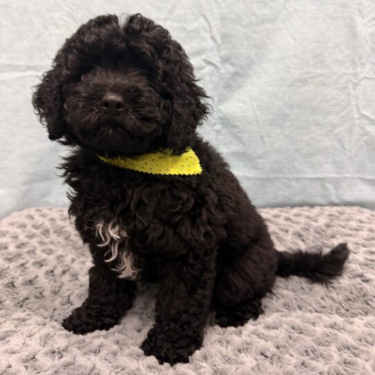 Goldendoodle Mini 2nd Gen-DOG-Male-Black-10504-Petland Pensacola, Florida