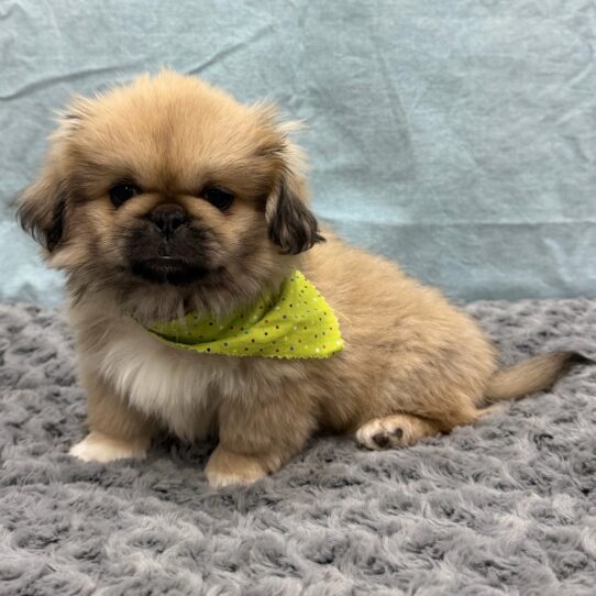 Pekingese-DOG-Male-Dark Sable-10511-Petland Pensacola, Florida