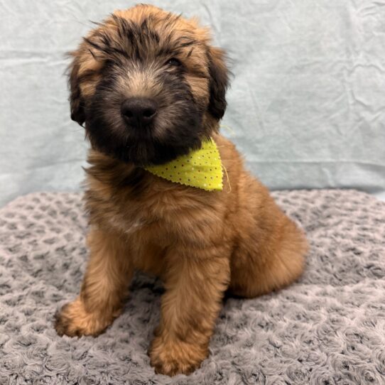Soft Coated Wheaten Terrier-DOG-Male-Wheaten-10505-Petland Pensacola, Florida
