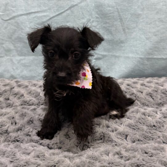 Schnoodle-DOG-Female-Black-10508-Petland Pensacola, Florida