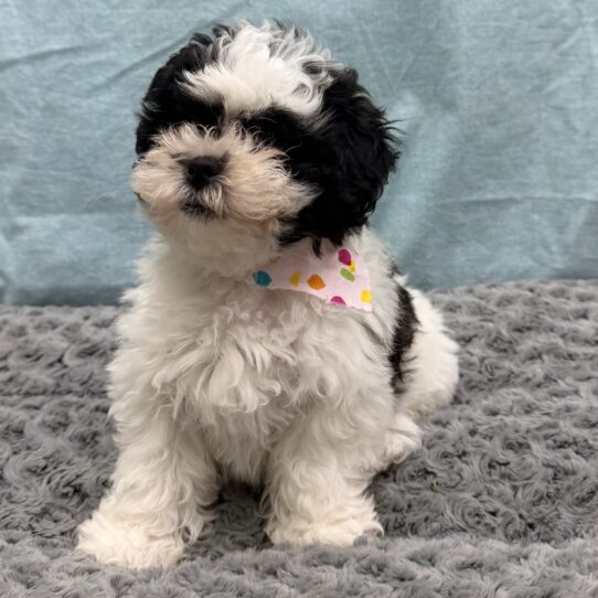 Teddy Bear-DOG-Female-Black / White-10493-Petland Pensacola, Florida