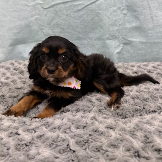 Cavalier King Charles Spaniel-DOG-Female-Tri Color-10499-Petland Pensacola, Florida