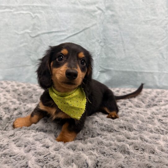 Dachshund-DOG-Male-Black and Tan-10500-Petland Pensacola, Florida