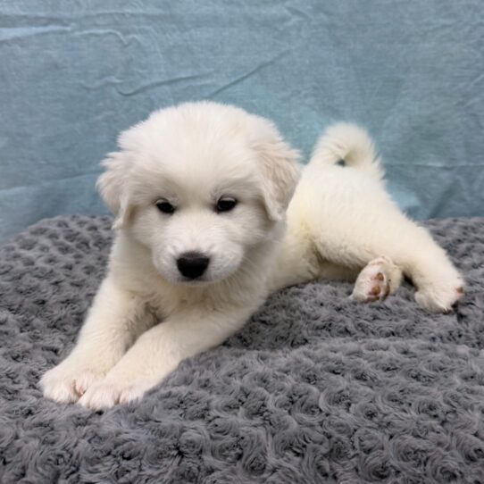 Great Pyrenees-DOG-Female-White-10507-Petland Pensacola, Florida