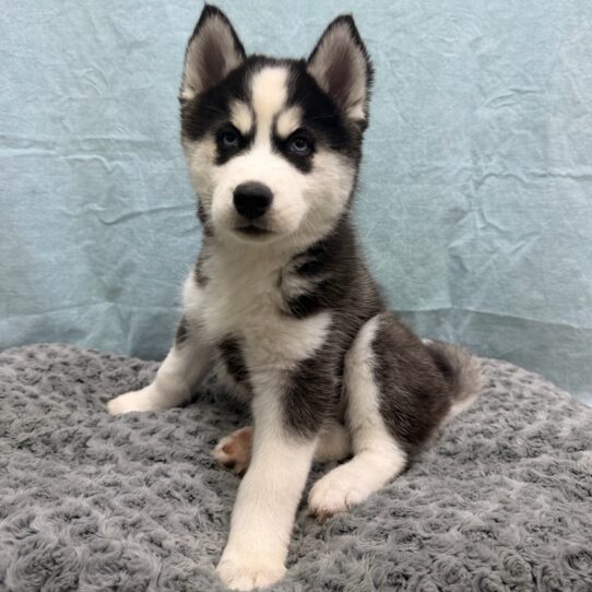 Siberian Husky-DOG-Male-Black / White-10490-Petland Pensacola, Florida