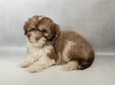 Havanese-DOG-Female-Chocolate Sable-10524-Petland Pensacola, Florida