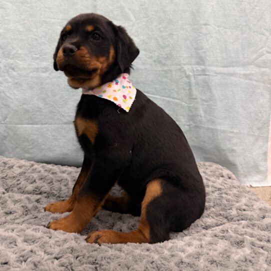 Rottweiler-DOG-Female-Black / Tan-10513-Petland Pensacola, Florida