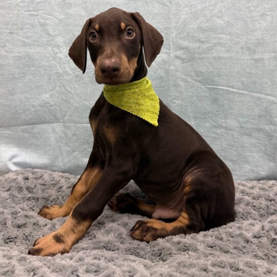 Doberman Pinscher-DOG-Male-Brown / Rust-10514-Petland Pensacola, Florida