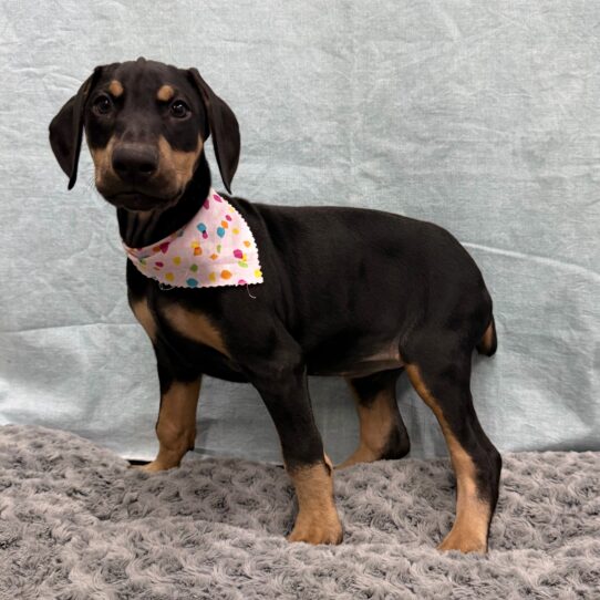 Doberman Pinscher-DOG-Female-Black-10515-Petland Pensacola, Florida