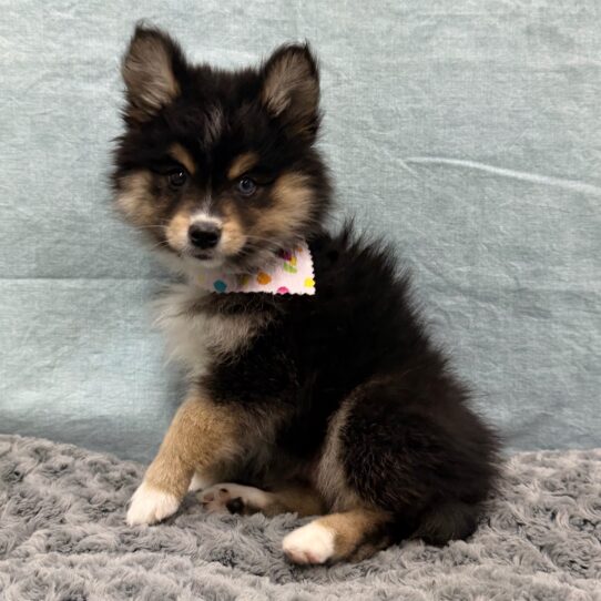 Pomsky 2nd Gen-DOG-Female-Black-10516-Petland Pensacola, Florida