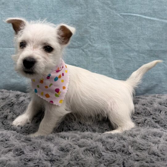 West Highland White Terrier-DOG-Female-White-10518-Petland Pensacola, Florida