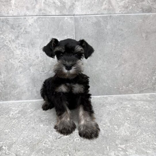 Miniature Schnauzer-DOG-Male-Black / Silver-10528-Petland Pensacola, Florida