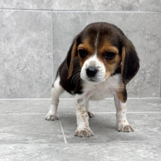 Beagle-DOG-Male-Black White / Tan-10529-Petland Pensacola, Florida