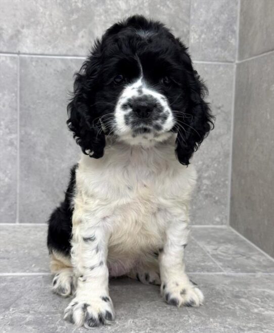 Cocker Spaniel-DOG-Female-Black-10530-Petland Pensacola, Florida