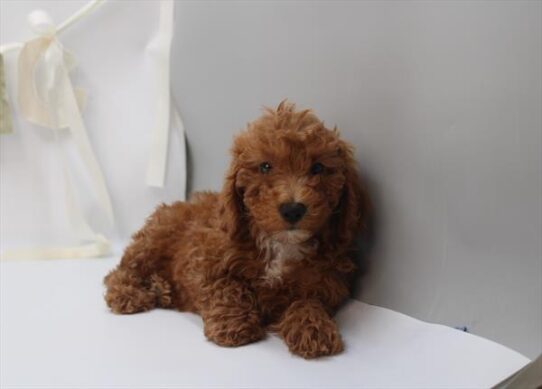 Miniature Poodle-DOG-Male-Red-10531-Petland Pensacola, Florida