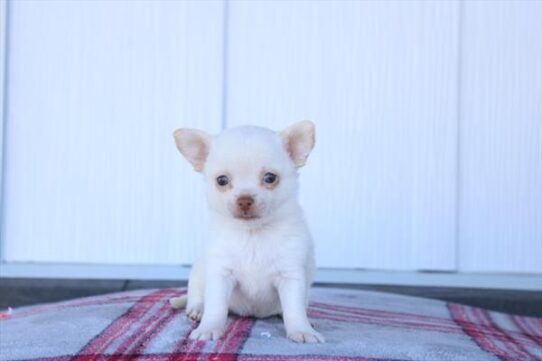 Chihuahua-DOG-Female-White-10533-Petland Pensacola, Florida