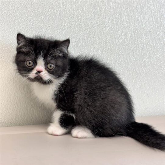 Exotic-KITTEN-Male-Black / White-10534-Petland Pensacola, Florida