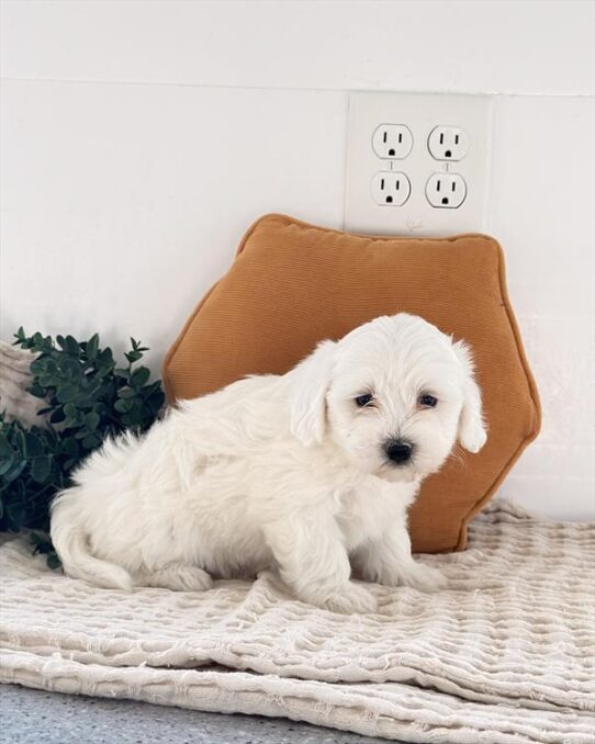 Coton De Tulear-DOG-Female-White-10536-Petland Pensacola, Florida
