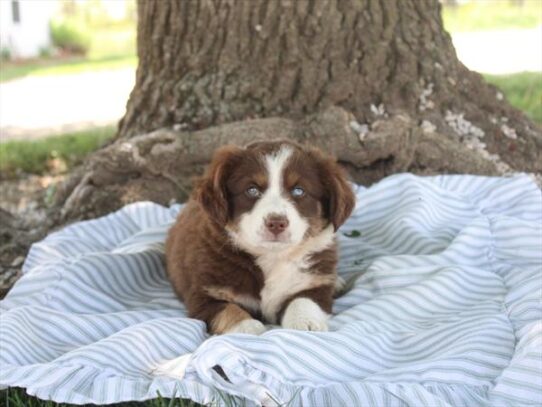 Miniature Australian Shepherd-DOG-Female-Red Tan / White-10538-Petland Pensacola, Florida