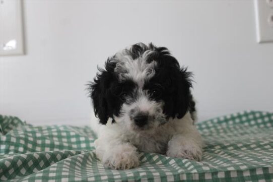 Miniature Poodle-DOG-Female-Black / White-10539-Petland Pensacola, Florida