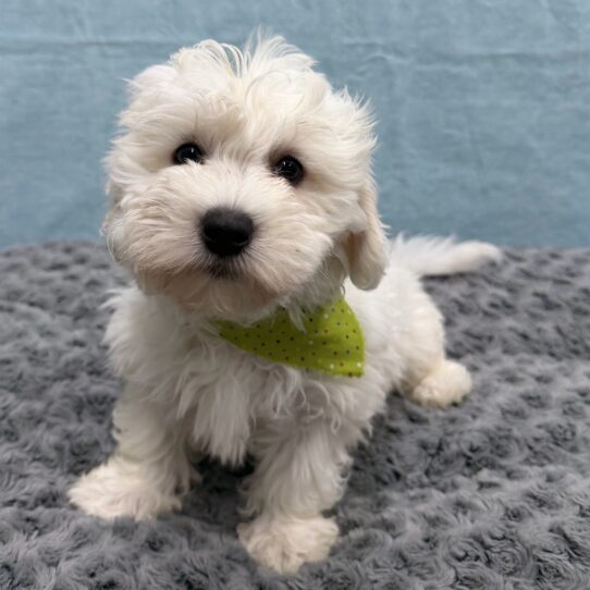 Coton De Tulear-DOG-Male-White-10535-Petland Pensacola, Florida
