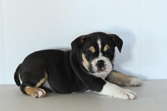 Beabull 2nd Gen-DOG-Male-Black-10541-Petland Pensacola, Florida