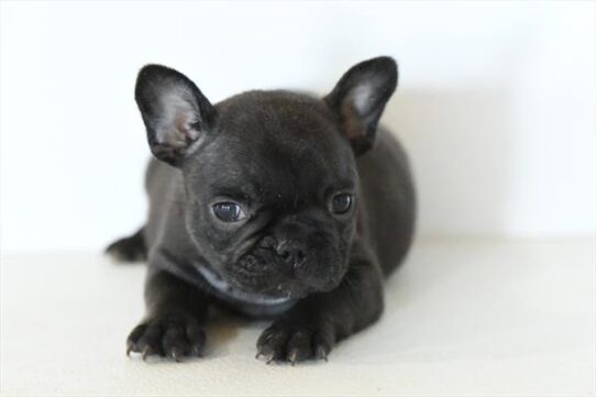 French Bulldog-DOG-Female-Brindle-10542-Petland Pensacola, Florida