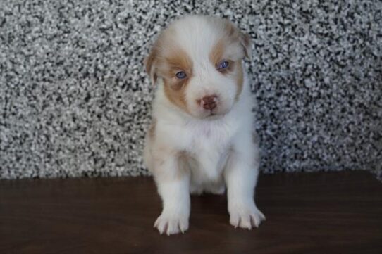 Miniature American Shepherd-DOG-Male-Red Merle-10543-Petland Pensacola, Florida