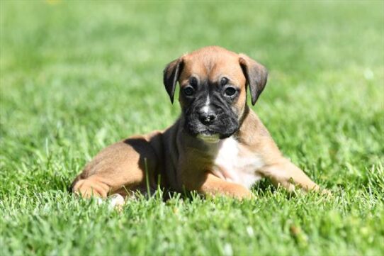 Boxer-DOG-Male-Fawn / White-10544-Petland Pensacola, Florida