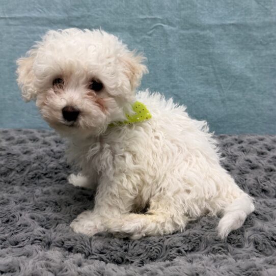 Bichon Frise-DOG-Male-White-10522-Petland Pensacola, Florida