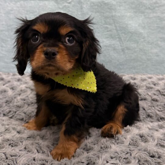 Cavalier King Charles Spaniel-DOG-Male-Black and Tan-10523-Petland Pensacola, Florida