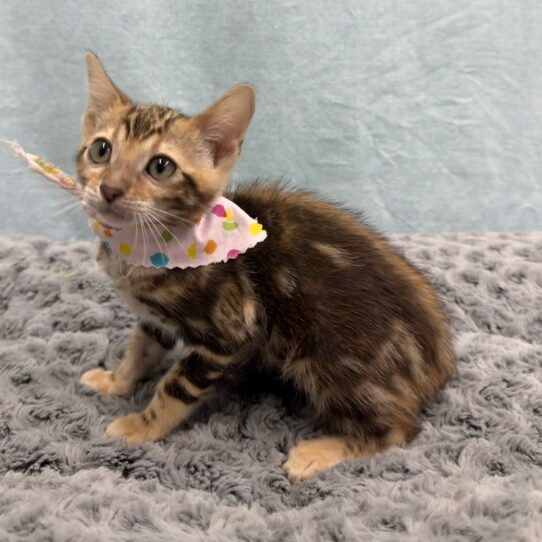 Bengal-KITTEN-Female-Brown / Black-10532-Petland Pensacola, Florida