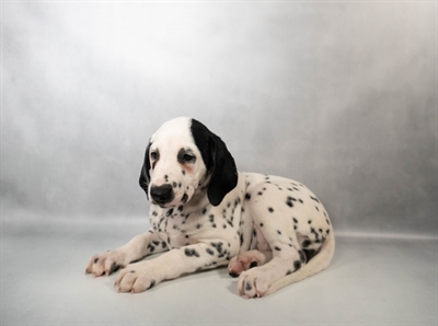 Dalmatian-DOG-Female-White and Black-10557-Petland Pensacola, Florida