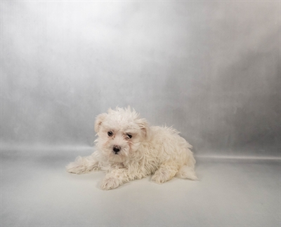 Maltese-DOG-Female-White-10560-Petland Pensacola, Florida