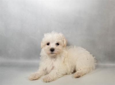Maltese-DOG-Male-White-10561-Petland Pensacola, Florida