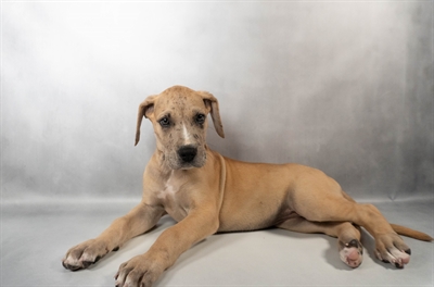 Great Dane-DOG-Female-Fawn-10562-Petland Pensacola, Florida