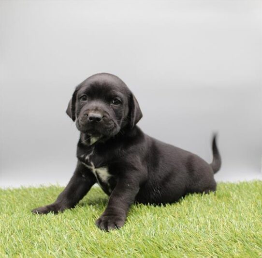Mini Hippo-DOG-Female-Black-10563-Petland Pensacola, Florida