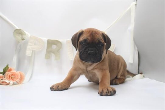 Bullmastiff-DOG-Female-Fawn-10564-Petland Pensacola, Florida