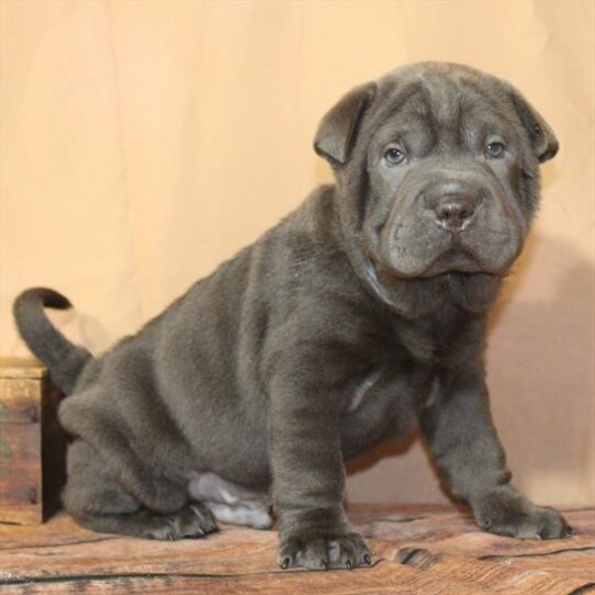 Ori Pei-DOG-Male-Blue-10566-Petland Pensacola, Florida