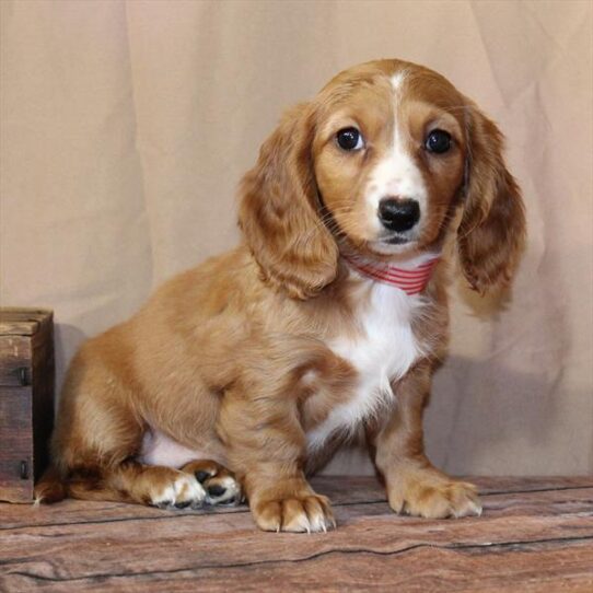 Dachshund-DOG-Female-Red-10568-Petland Pensacola, Florida