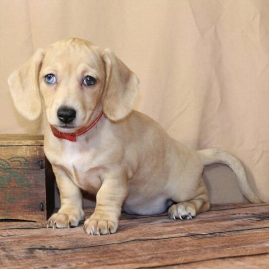 Dachshund-DOG-Female-Isabella-10569-Petland Pensacola, Florida