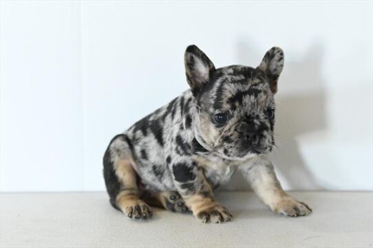 French Bulldog-DOG-Male-Black Merle-10580-Petland Pensacola, Florida