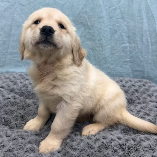 Golden Retriever-DOG-Female-Light Golden-10570-Petland Pensacola, Florida