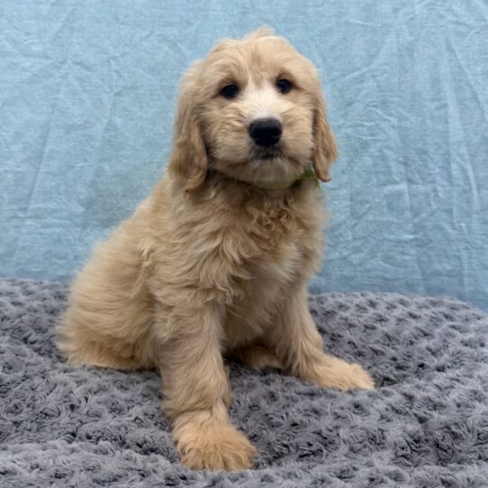 Mini Goldendoodle-DOG-Male-Cream / White-10571-Petland Pensacola, Florida