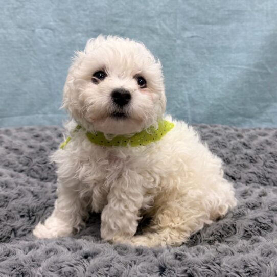 Bichon Frise-DOG-Male-White-10583-Petland Pensacola, Florida