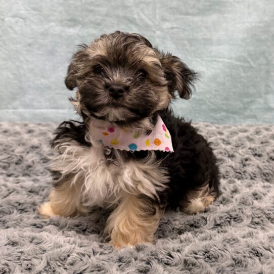 Morkie-DOG-Female-Black and Tan-10585-Petland Pensacola, Florida