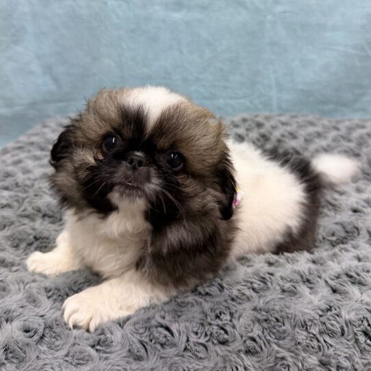 Pekingese-DOG-Female-Sable-10586-Petland Pensacola, Florida