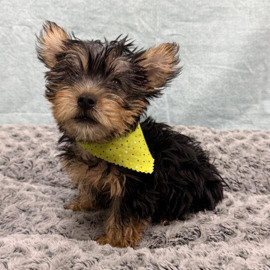 Silky Terrier-DOG-Male-Black and Tan-10588-Petland Pensacola, Florida