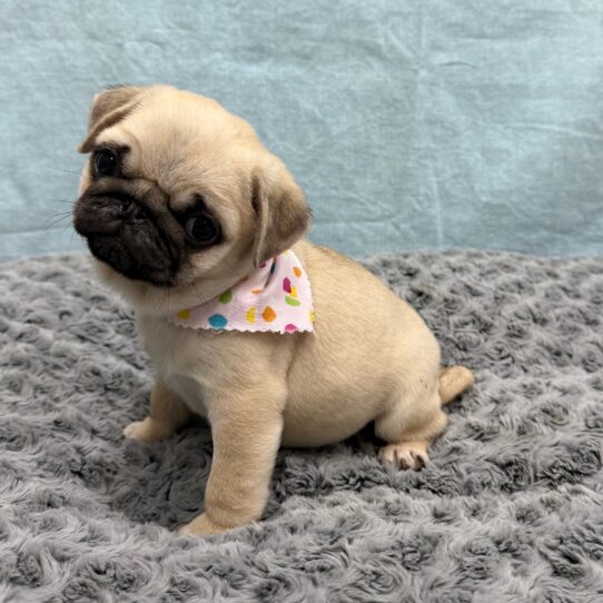 Pug-DOG-Female-Fawn-10593-Petland Pensacola, Florida